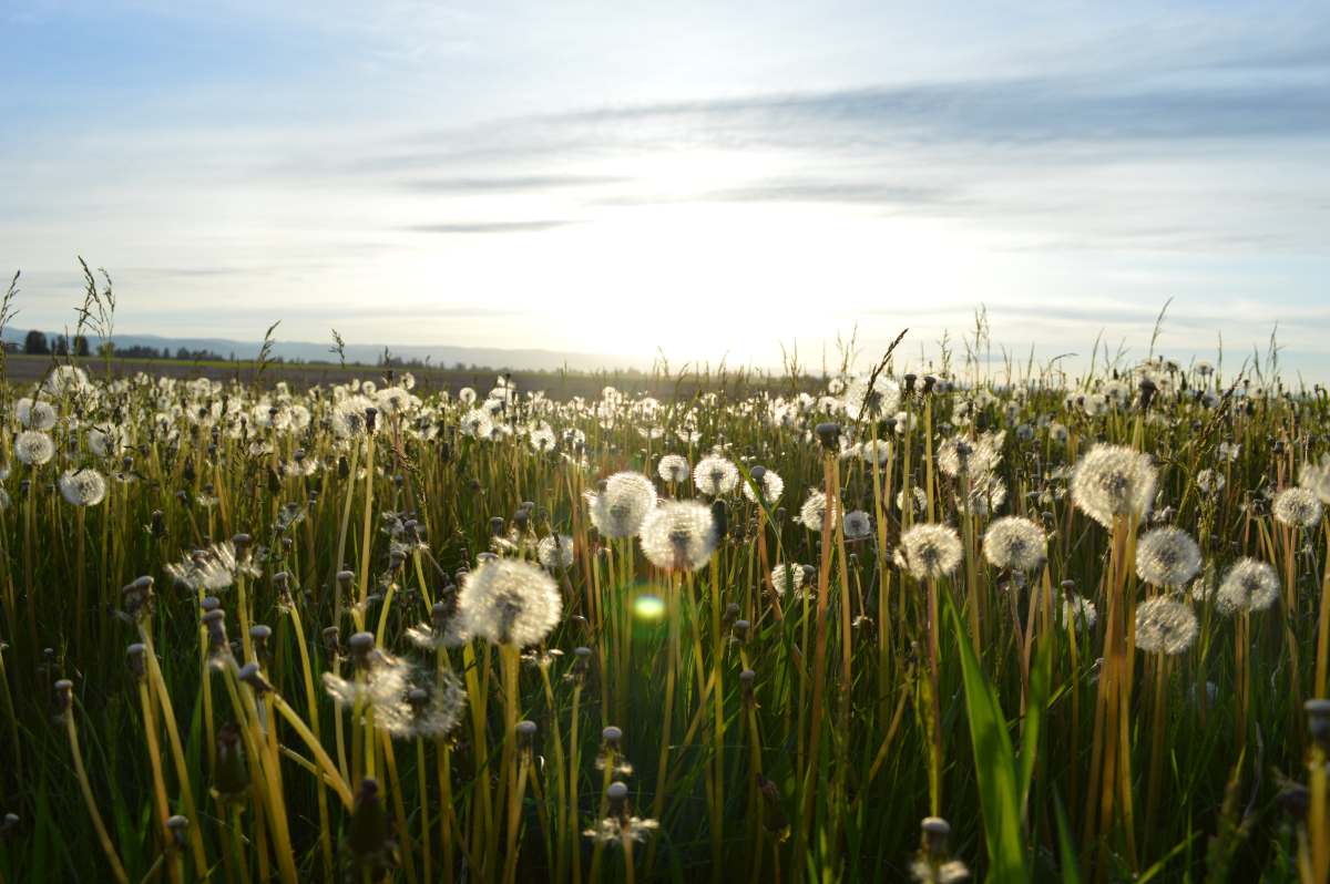 Field of Flowers